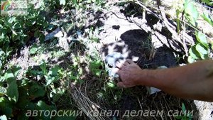 Полив винограда летом.Как часто поливать виноград.Уход и подкормка винограда летом