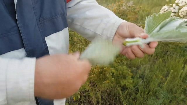 Кушаем "заячье ухо" смотреть онлайн