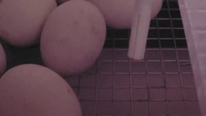 КАК ИНКУБИРОВАТЬ ЯЙЦО В Матрица РИО