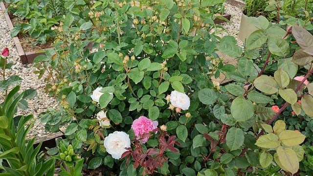 Цветение роз в Подмосковье (20.06)???. Розы Гео Лаоен, Микото, Мокароза, Флоранс Делатр и мн. други смотреть онлайн