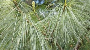 Сосна Веймутова, 5.6.22