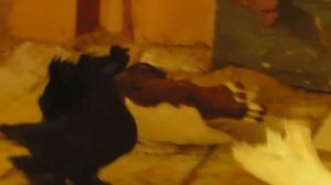 голуби курганская обл  с Частоозерье