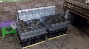 Перепелки в домашних условиях. Устройство небольшого перепелятника.