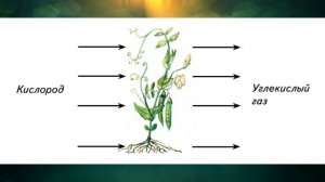 "Дыхание растений", Окружающий мир 3 класс ч.1, с.92, Планета знаний.