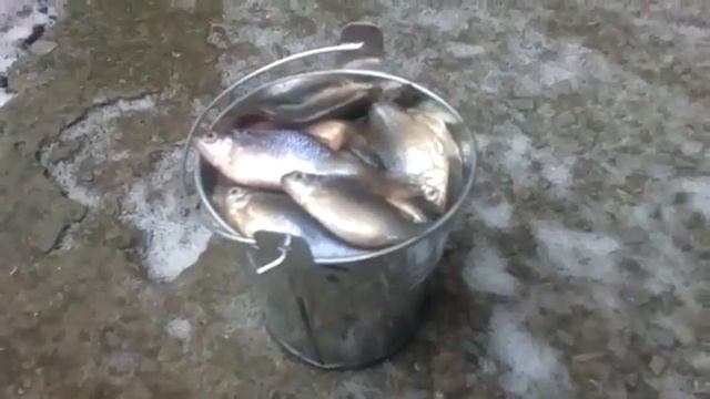 Очень-очень маленькое ведро с рыбой