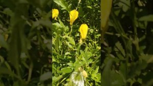 клематис тунгусский (сентябрь 2023)