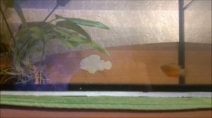 посадил на нерест пару медовых  красных  гурами