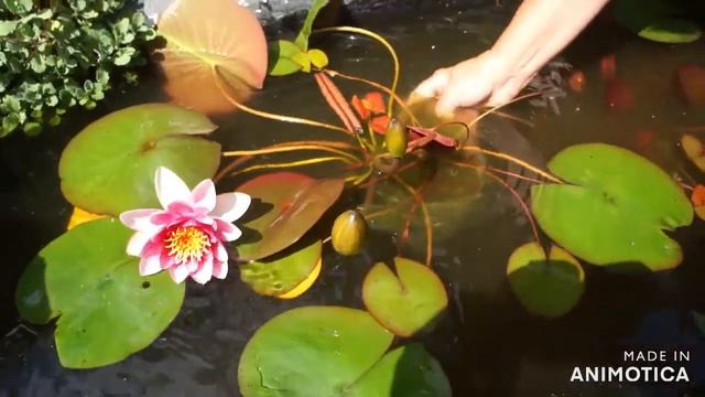 Нимфея в миниатюрном пруду. смотреть онлайн