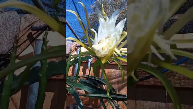 #How petahaiya# or dragon# fruit blooms.  #Как цветёт  петахайa или драконний фрукт.