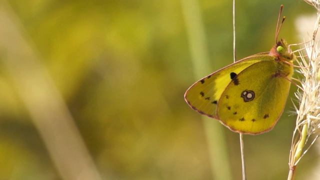 Goldene Acht (Colias hyale) Annäherung смотреть онлайн