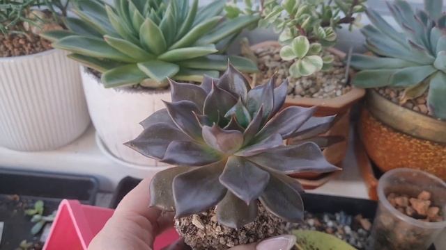 Пересаживаю. Эхеверия "Echeveria Black River" и котилидон