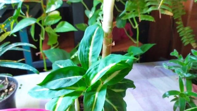 Indoor flowers/?Обзор комнатных цветов. Излишки растений почтой