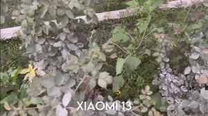 Samsung Galaxy A54 5G vs Xiaomi 13 Camera Test