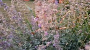 КОТОВНИК - как обрезать? Урожай ягод. 18.08.2022 ??