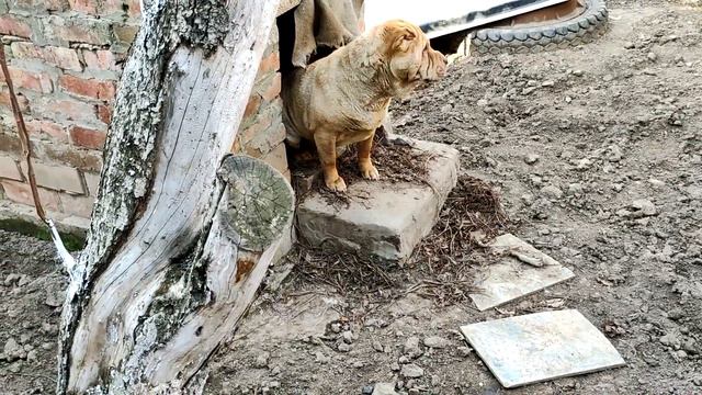 Боксер✅ прячет шарпея в будке❗❗❗ Boxer✅ hides sharpey in a booth❗❗❗ смотреть онлайн