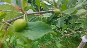 Дача, огород, сад в июне.