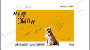 Ток-шоу «Хочу собаку». Амстафф – как не пропустить первые признаки агрессии?