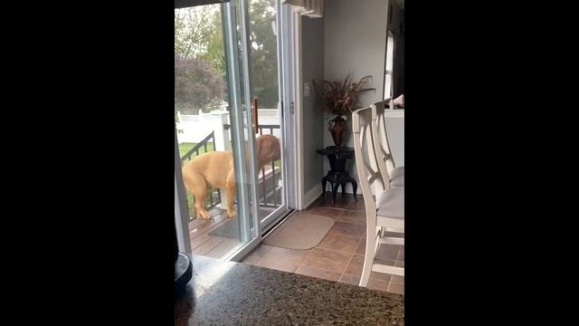 Le Dogue de Bordeaux Avantages et Inconvénients | Dogue de Bordeaux Le mal Et Le Bien De La Race смотреть онлайн