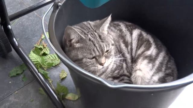 Bowie (Boontje), filmed with Sony cybershot DSC-HX300 смотреть онлайн