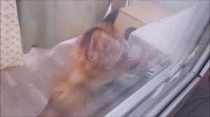 Домашний Лис Мики Закрыл шпингалет на балконе. Спасение Лиса)