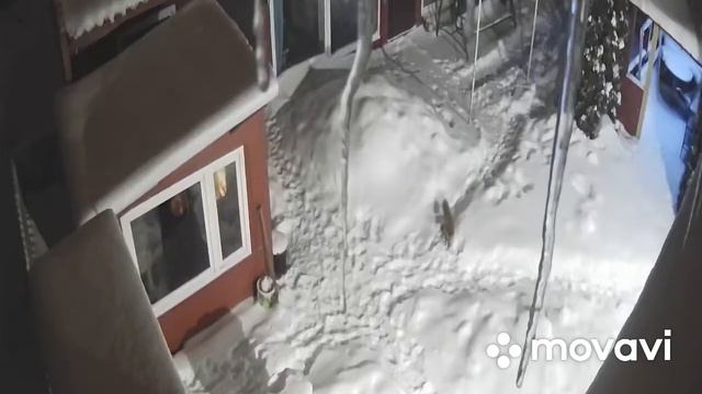 Хитрый лис в гостях😉#лиса#куры# смотреть онлайн