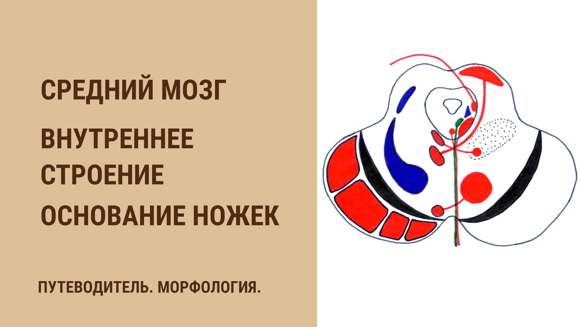 Средний мозг. Внутреннее строение. Основание ножек смотреть онлайн