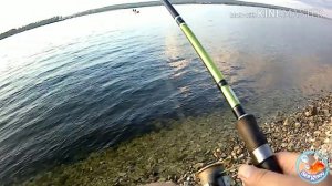 Жигулёвский окунь