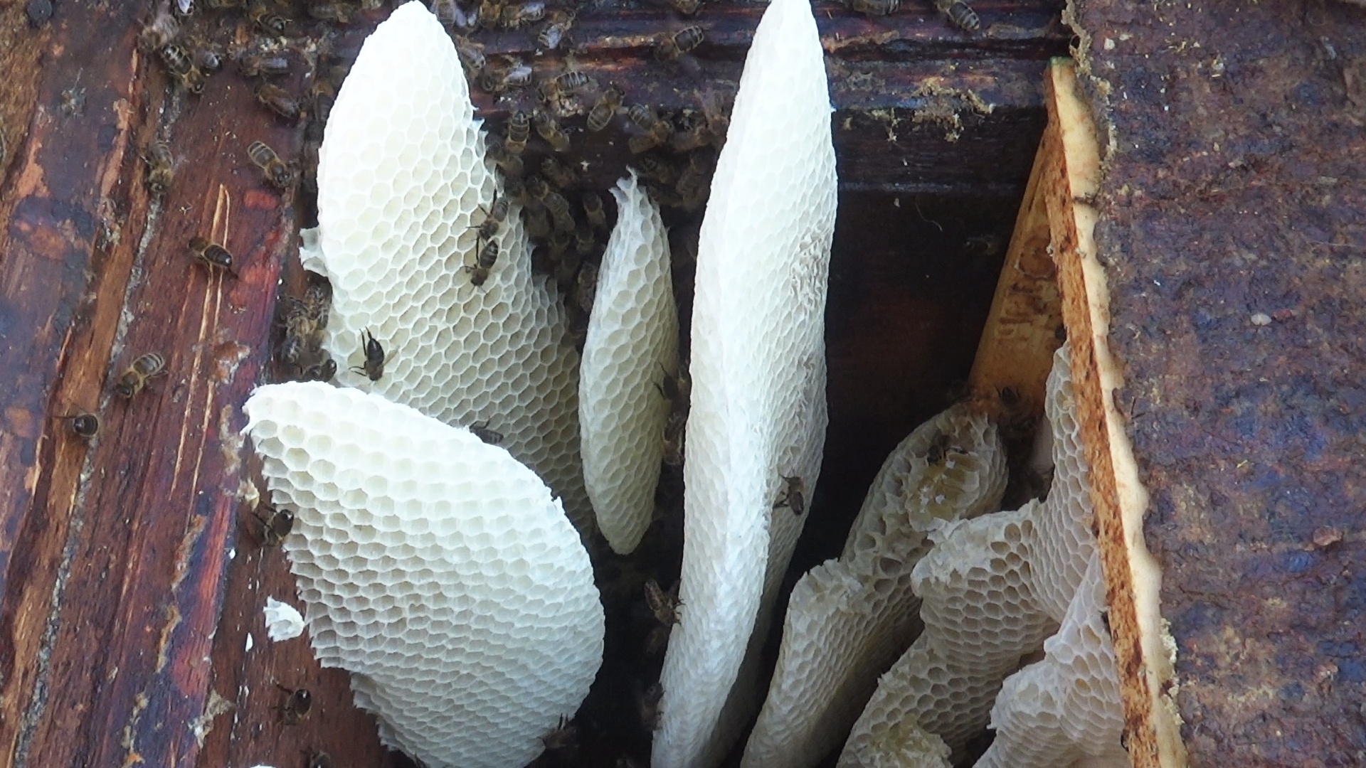 Опоздал с расширением пчелосемей весной. И вот что получилось... смотреть онлайн