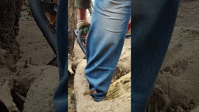 Как убрать старую облепиху. смотреть онлайн