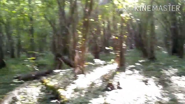 Прогулка по лесопарку Лосиный остров ?☘️?☀️??? 23.08.2020