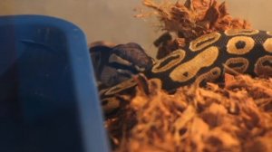 королевский питон кушает мышку