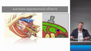 Вариации соноанотомии плечевого сплетения с позиции анестезиолога. Заболотский Д.В