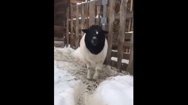 Черноголовый Дорпер, Баран 2 года. Продаётся смотреть онлайн