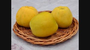 Краткий обзор осенних сортов яблони урожая 2019 года.