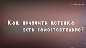 Чем кормить котенка в 1 месяц