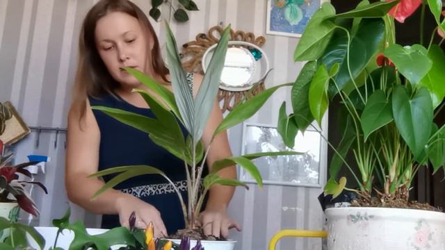 Салак змеиный фрукт выращиваем дома. Продолжение. смотреть онлайн