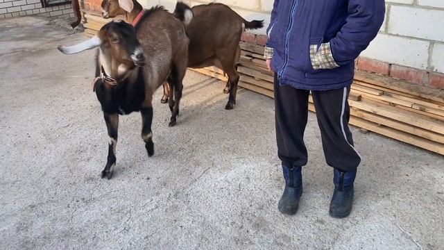 100% АНГЛО-НУБИЙСКИЙ КОЗЁЛ. смотреть онлайн