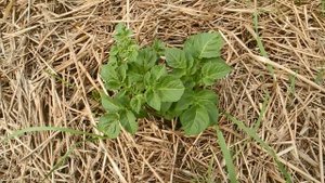 Садим картошку в траву,просто под СОЛОМУ ч.2