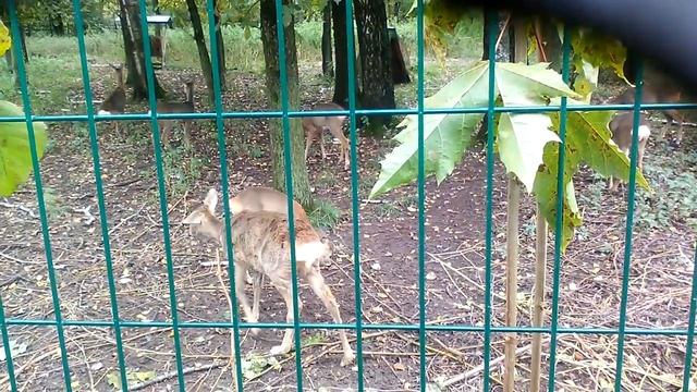 ДЕТЁНЫШИ КОСУЛИ БЭМБИ В ПАРКОВОМ ПИТОМНИКЕ ОЧЕНЬ ЛЮБОЗНАТЕЛЬНЫЕ смотреть онлайн