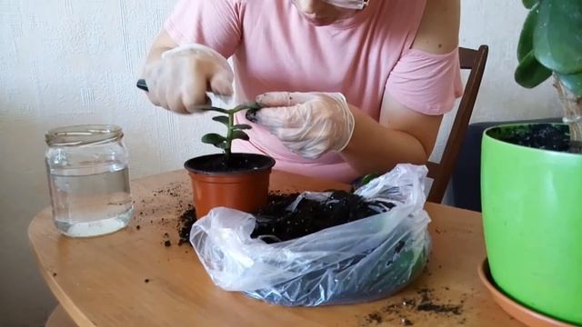 Денежное дерево.Формируем крону.Обрезка ,уход в домашних условиях. смотреть онлайн