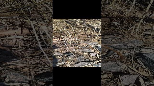 Попал на гнездо Ужей смотреть онлайн