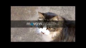 Азбука профессий. Зоолог.