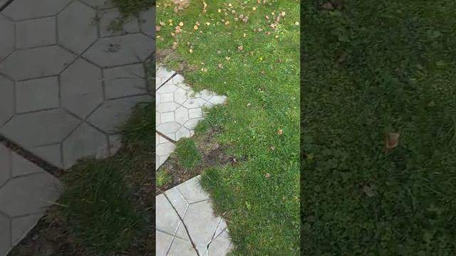 GARDENA 3000 смотреть онлайн