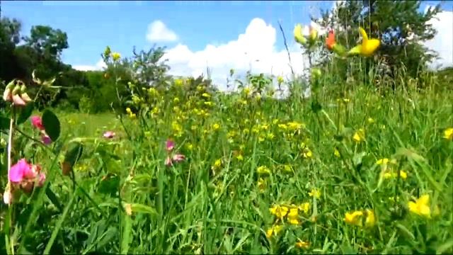 Бражники#Сфинксовые\колибри\.Редкие съемки. (Sphinginae)