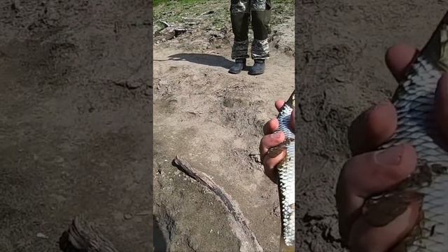 Крупная плотва. Рыбалка на Омке #shorts смотреть онлайн