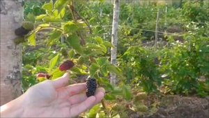 Ежевика "Карака блэк"и "Блэк бьют" на Смоленщине.