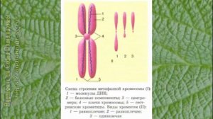 Биология 10 кл Проф уровень $27 Хромосомы. Хромосомный набор клетки