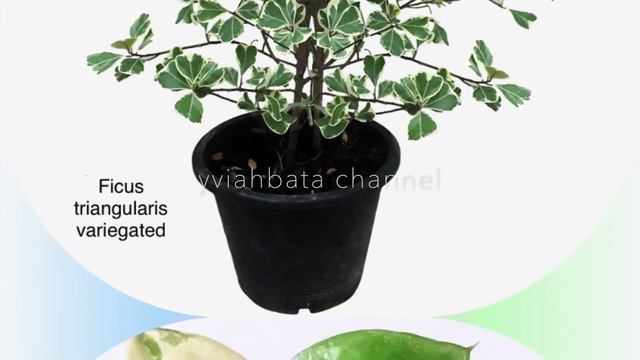25+ WHITE VARIEGATED PLANTS