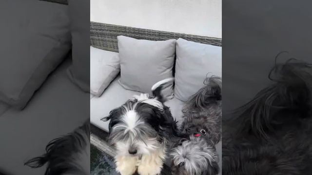 #puppy#haircut#mydog смотреть онлайн