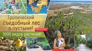 Тропический съедобный лес в пустыне!